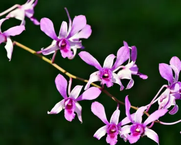 5 Expert Tips to Grow & Care for Dendrobium Orchids