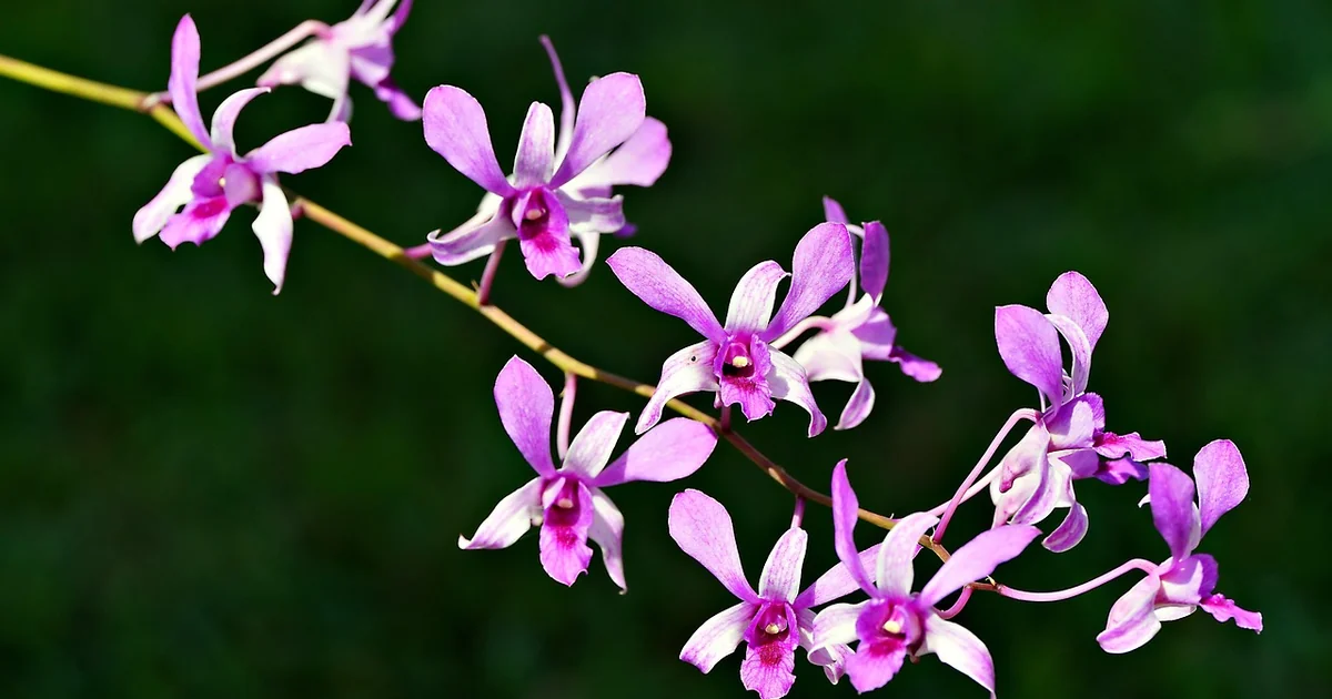 dendrobium orchid care