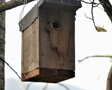 7 Ways to Use a Bat Box for Natural Mosquito Control