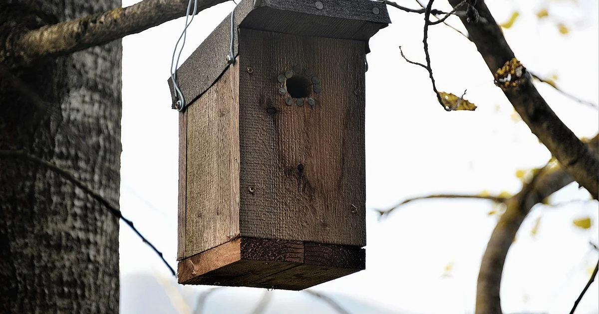bat box installation