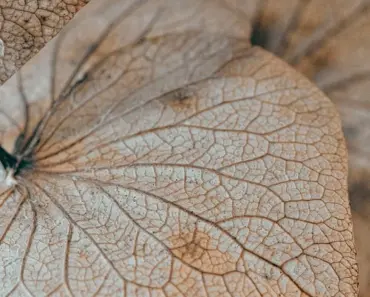 5 Birth Month Hydrangeas & 7 More You’ll Love 5 Birth Month Hydrangeas & 7 More You’ll Love