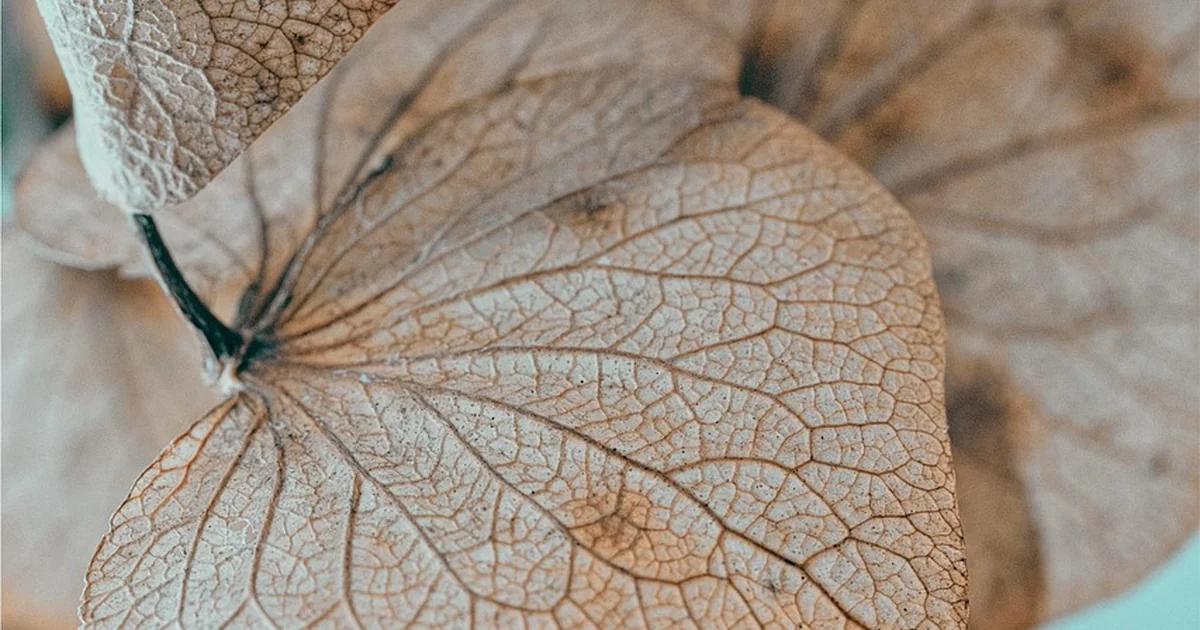 birth month hydrangeas
