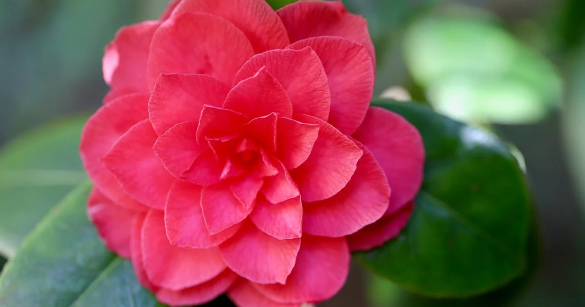 inner peace growth