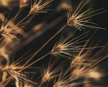 7 Ancient Grain Plants That Add Color & Flavor to Borders