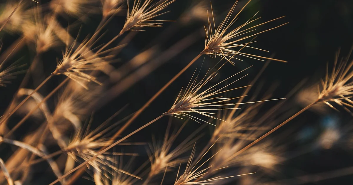 ancient grain plants
