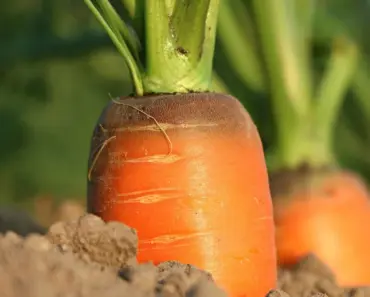 7 Dirt Cheap Organic Soil Foods 7 Dirt Cheap Organic Soil Foods