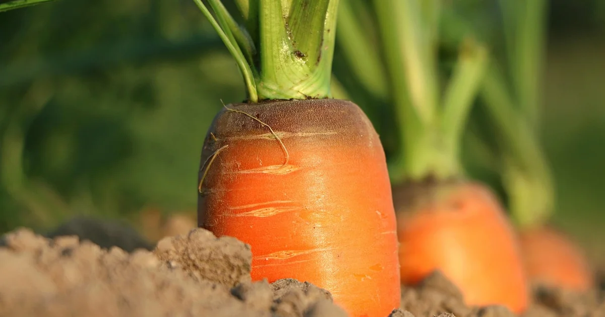 cheap organic soil amendments