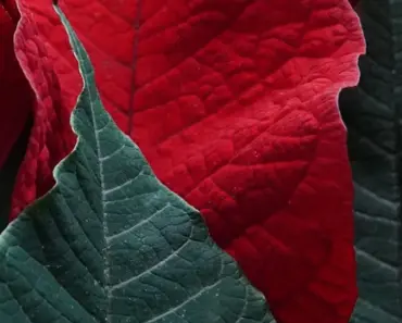 How to Make Poinsettias Last as Long as Possible How to Make Poinsettias Last as Long as Possible