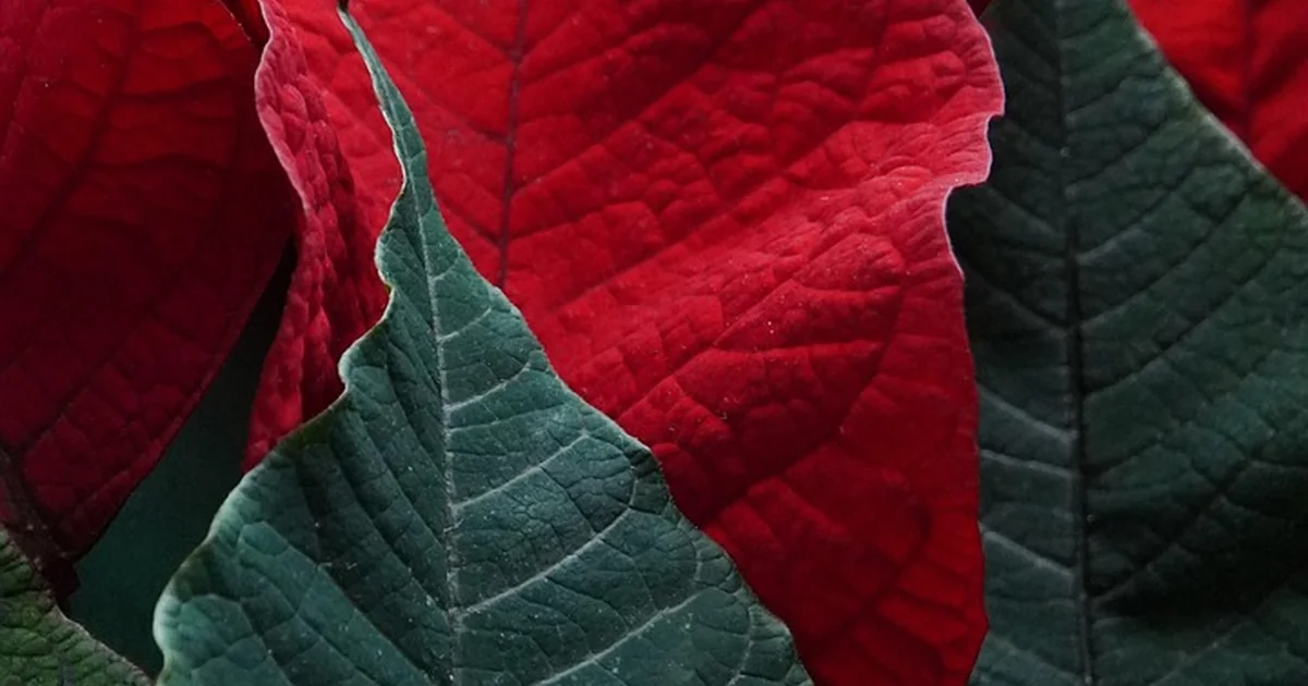poinsettia care