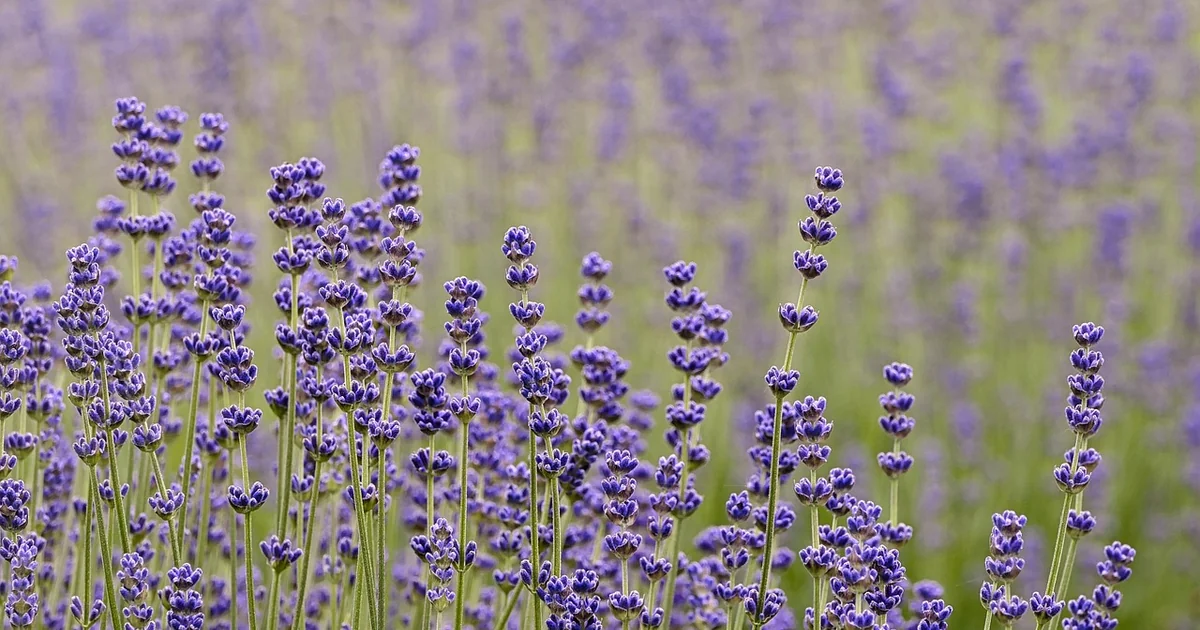lavender alternative perennials