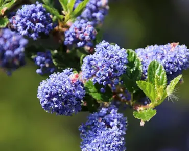 3 Fragrant Evergreens You Need to Cover Ugly Spots 3 Fragrant Evergreens You Need to Cover Ugly Spots