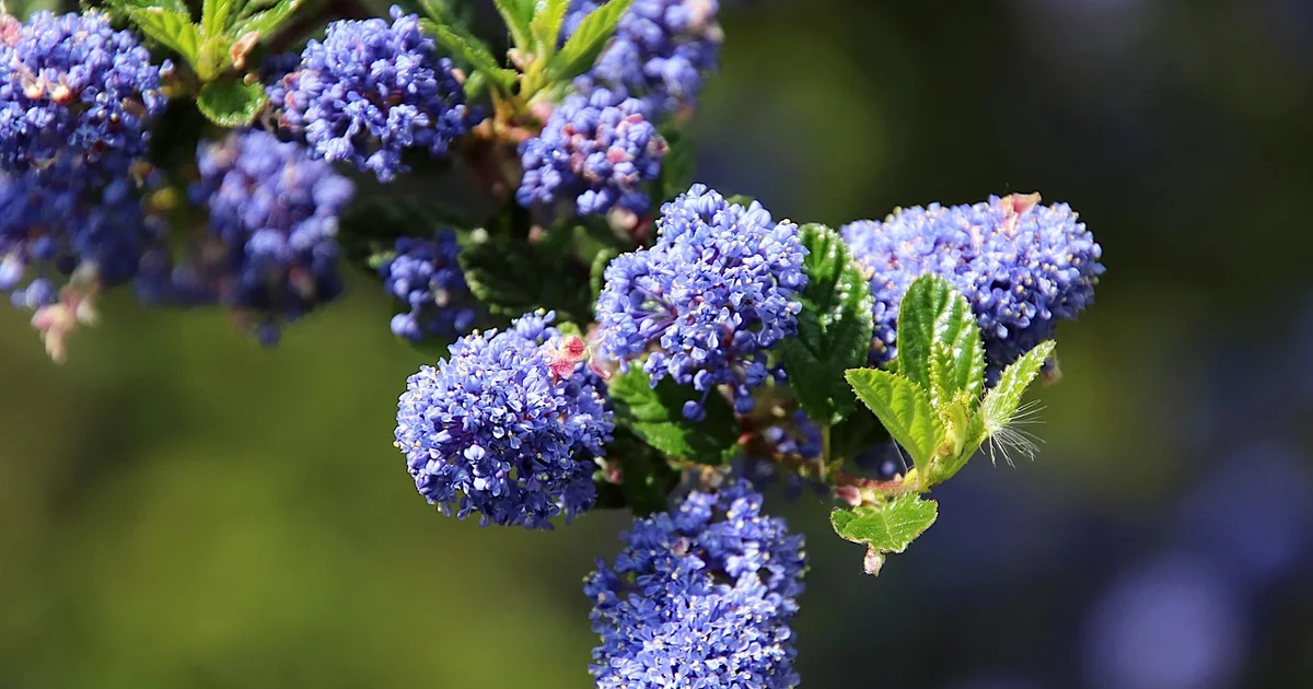 fragrant evergreens