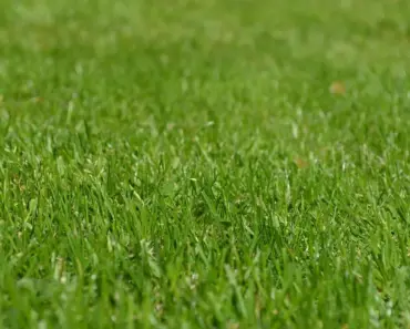 5 Reasons Your Lawn Is Brown (Beyond Water) 5 Reasons Your Lawn Is Brown (Beyond Water)