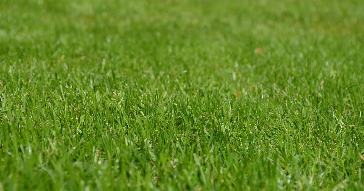 brown lawn causes