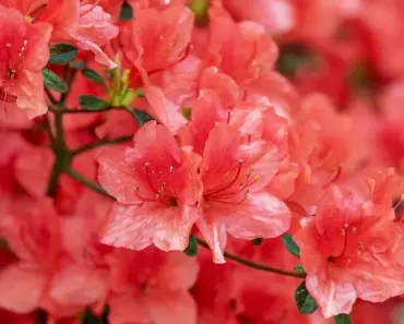 13 Flowering Shrubs to Plant & Forget!