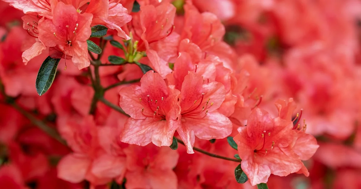 flowering shrubs planting