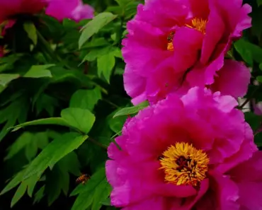 9 Beautiful Peony Colors You Should Try Growing