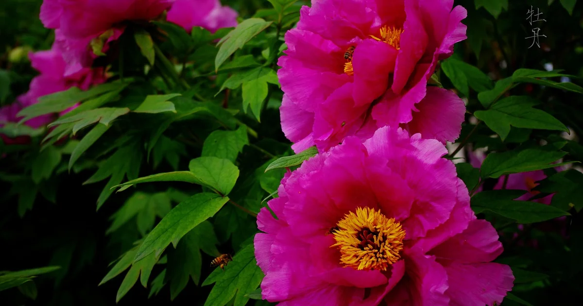 peony colors