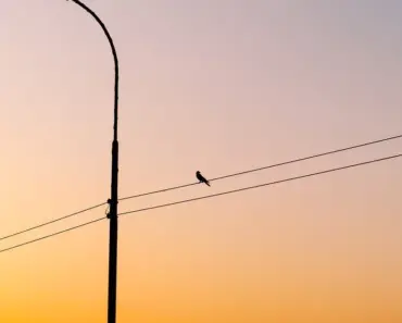 7 Steps to Wire a Single-Pole Light Switch