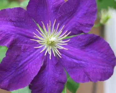 19 Best Climbing Perennial Vines for Arbors & Trellises 19 Best Climbing Perennial Vines for Arbors & Trellises