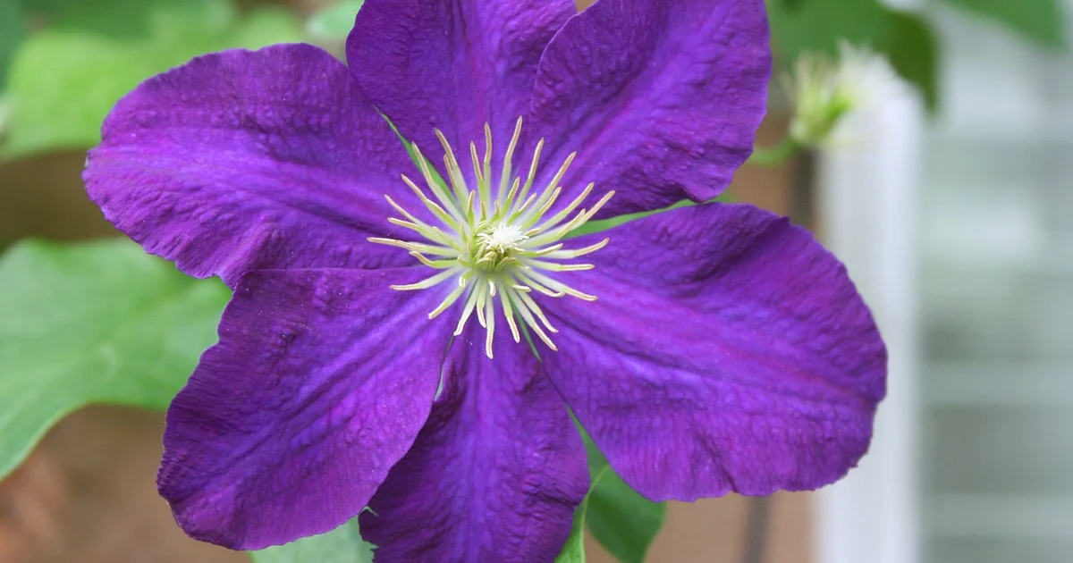climbing perennial vines