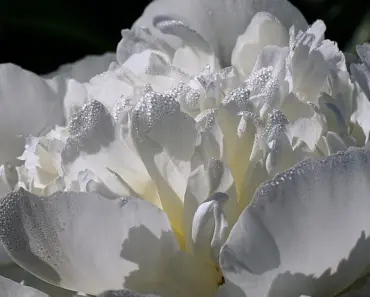 7 Easy Ways to Get Your Peonies to Bloom More