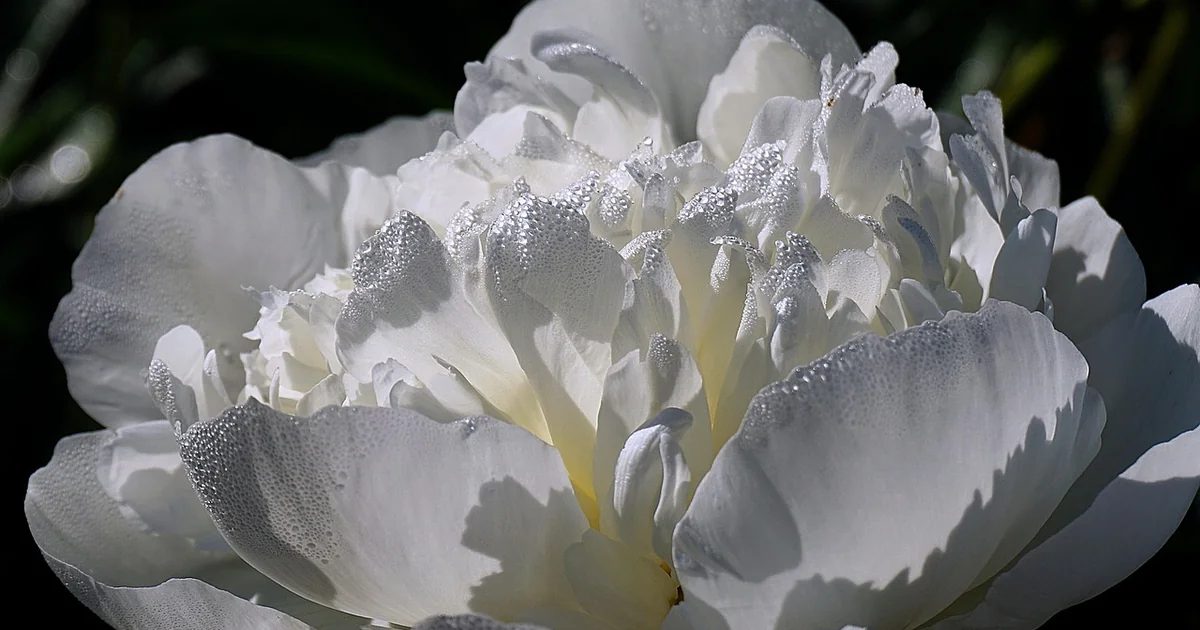 peonies bloom more
