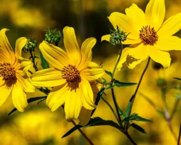 13 Perennials to Crush Weeds Naturally