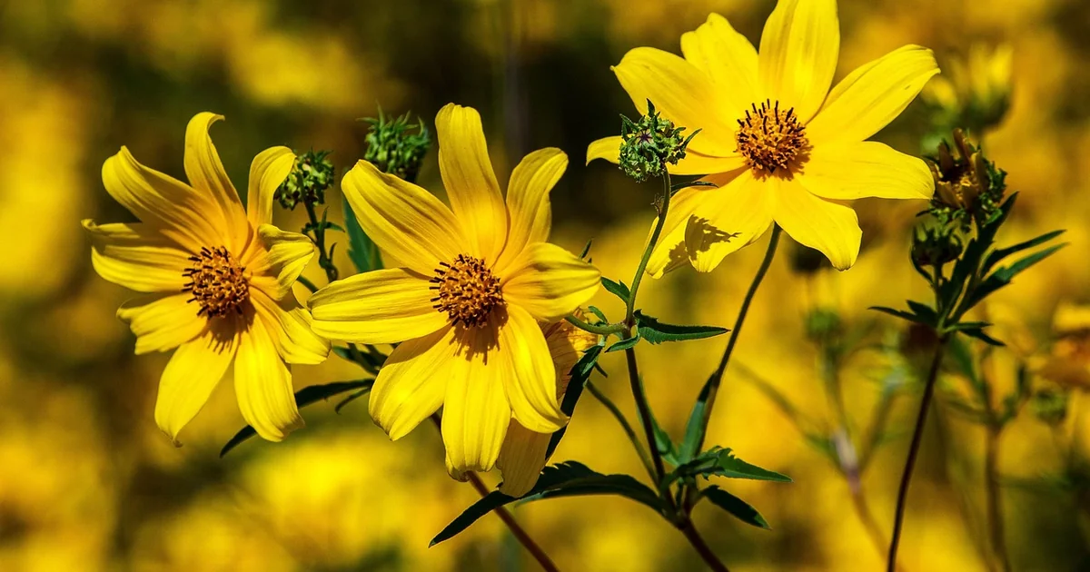 perennials to crush weeds