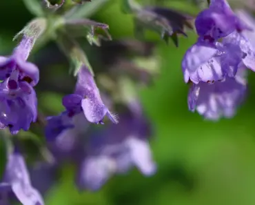 7 Easy Tips to Grow Catnip Plants 7 Easy Tips to Grow Catnip Plants
