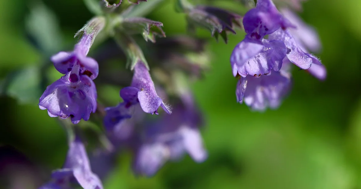 growing catnip
