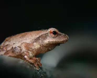 7 Ways to Make a Toad Abode & Beat Slugs