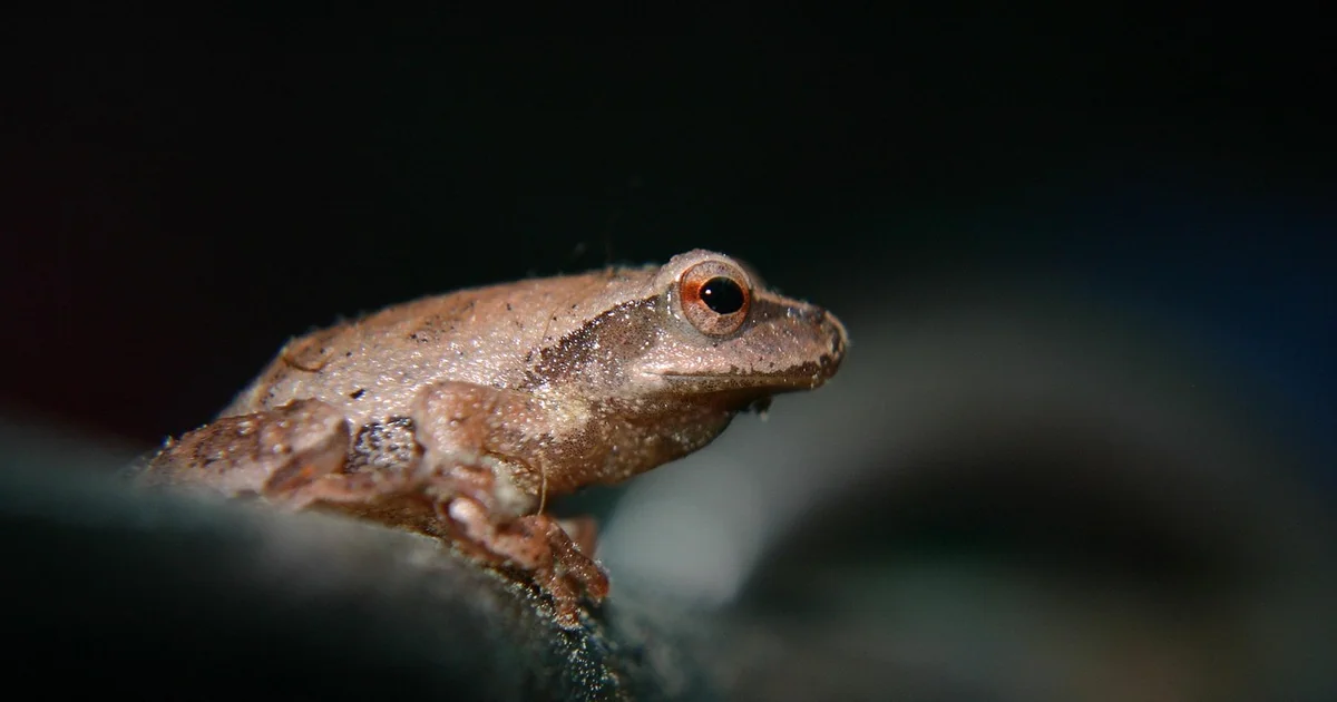 toad abode for slugs