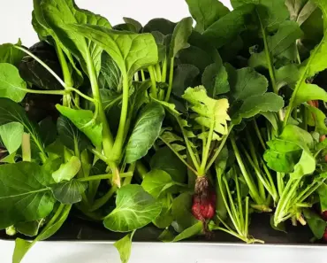 21 Perfect Hydroponic Plants for Your Indoor Garden