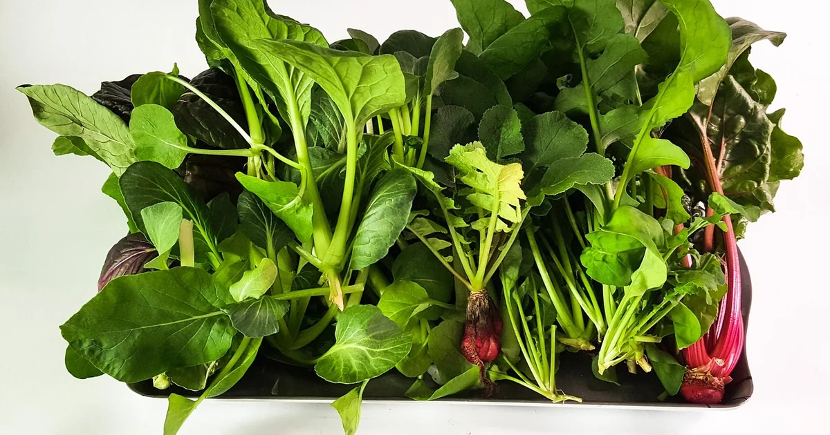 best hydroponic plants
