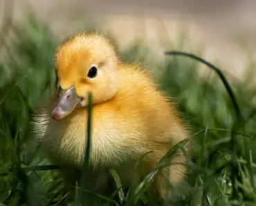 5 Easy Ways to Stop Birds Fighting in Your Yard