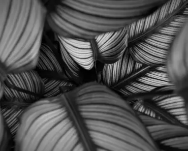 7 Proven Tips to Grow and Care for Calathea Ornata 7 Proven Tips to Grow and Care for Calathea Ornata