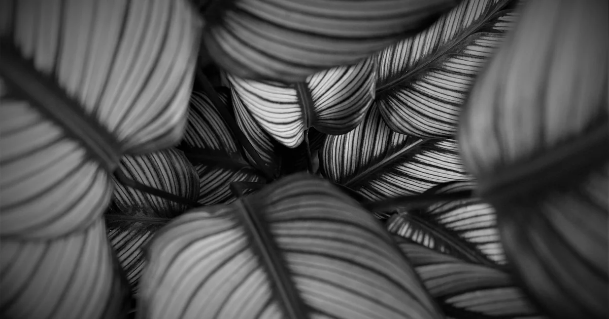 calathea ornata care