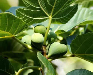 7 Essential Fiddle Leaf Fig Care Tips for May 7 Essential Fiddle Leaf Fig Care Tips for May