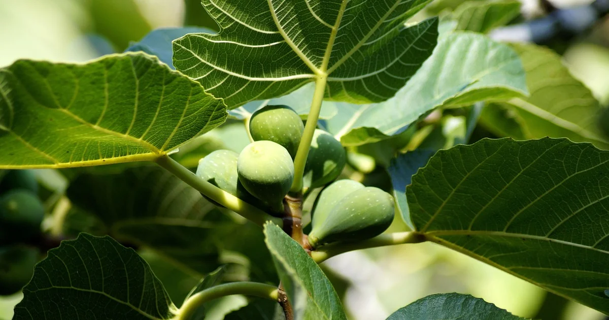 fiddle leaf fig care