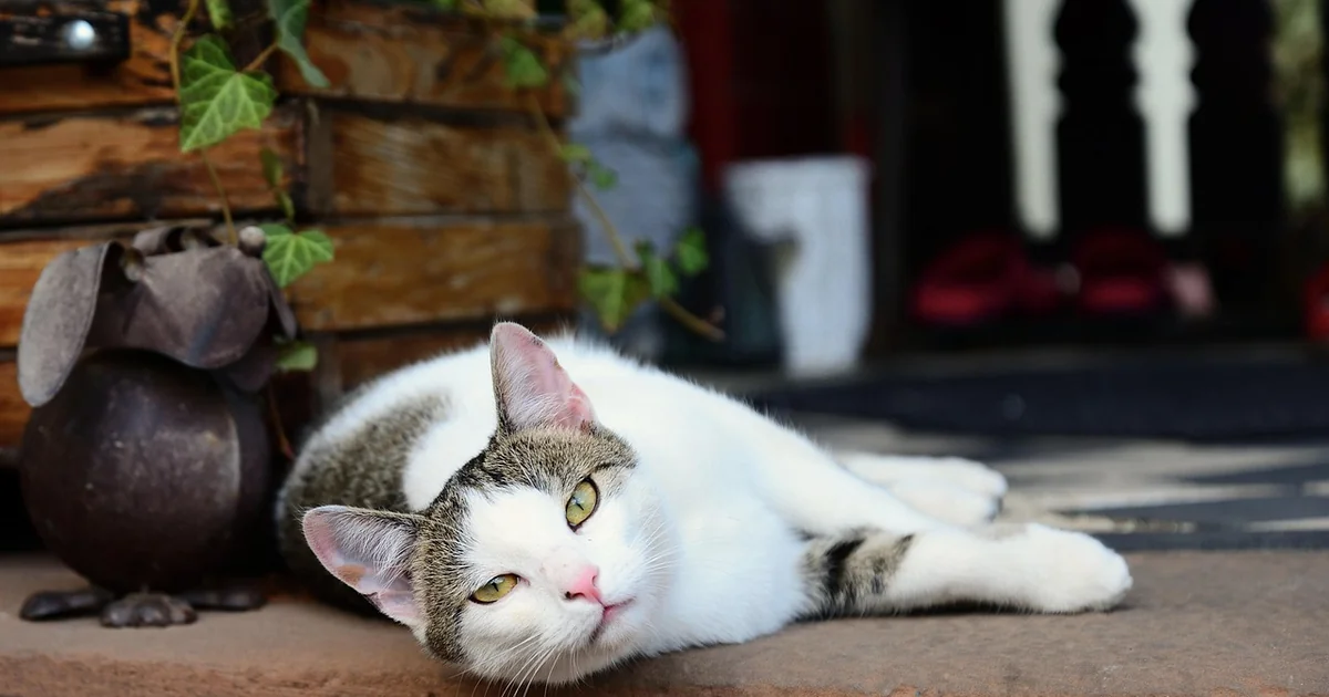 7 Front Porch Items Designers Always Buy at Thrift Stores