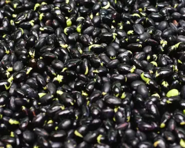 7 Essential Steps to Grow Beans for Beginners