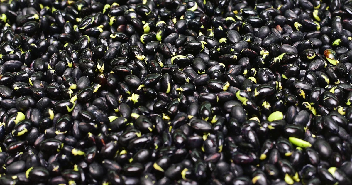 grow beans beginners