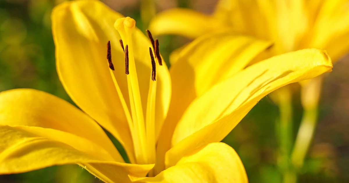 summer bulbs to plant