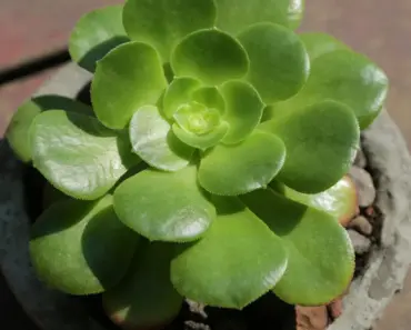 7 Ways to Grow a Perennial Pot Garden