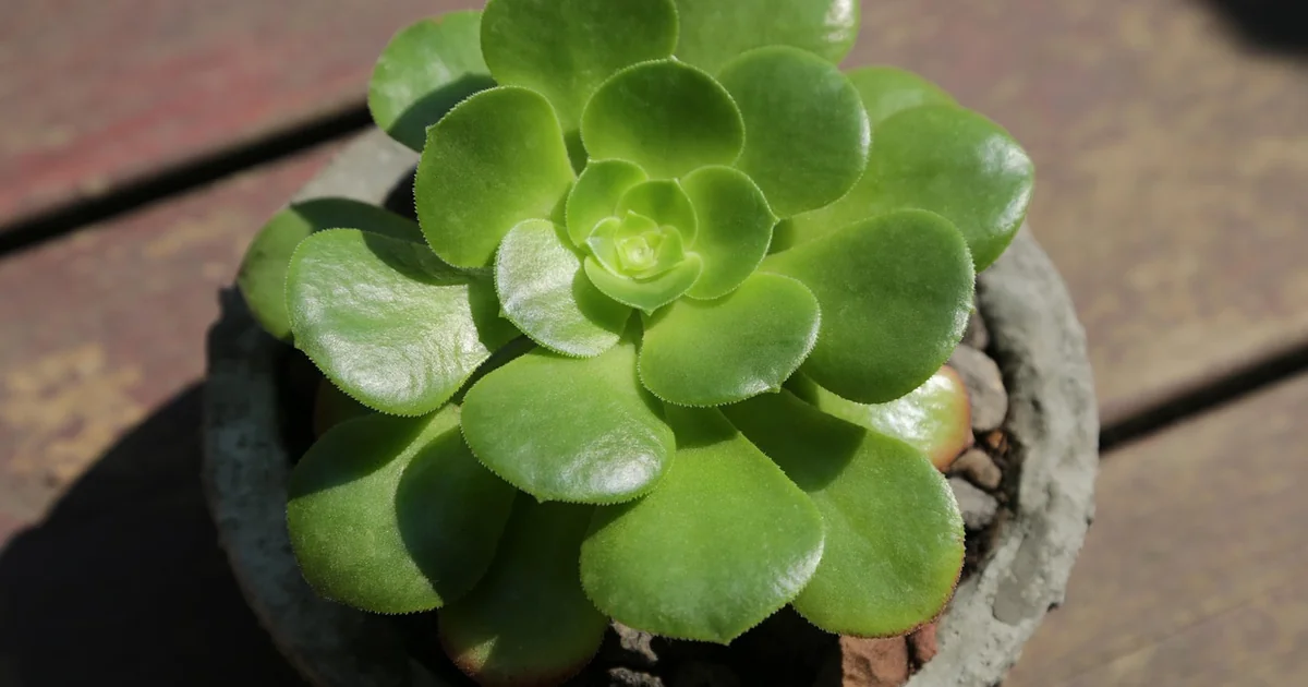 perennial pot garden