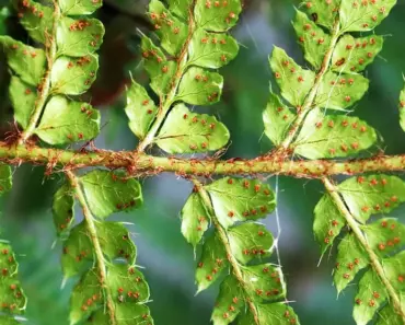 5 Ways to Master Plant Propagation Basics