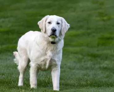 7 Smart Ways Barkitecture Designs Your Pet Garden