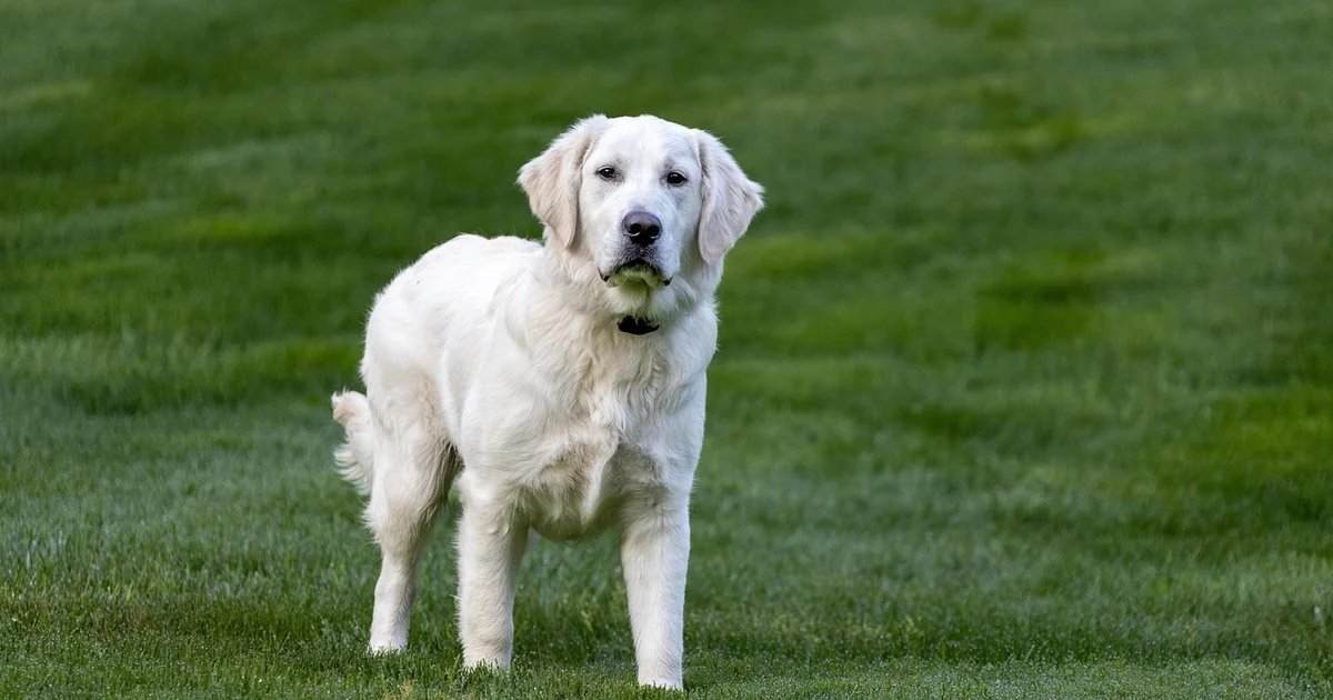 dog friendly garden