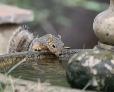 9 Must-Have Water Fountains for Backyard Oasis Upgrade